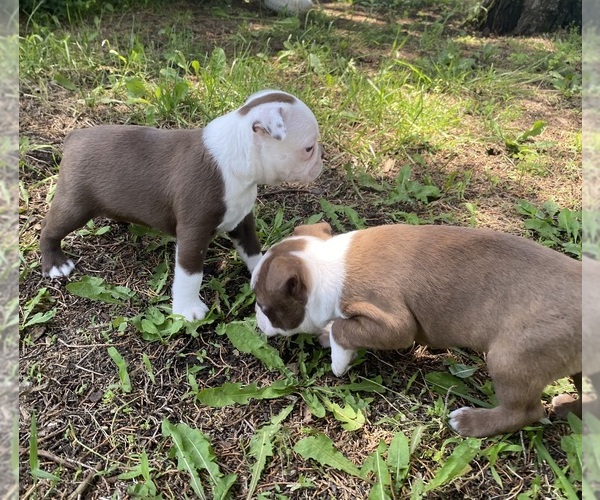 Medium Photo #9 Boston Terrier Puppy For Sale in FREDONIA, KS, USA