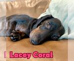 Small #6 Dachshund