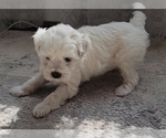 Small Photo #5 Maltipoo Puppy For Sale in SOUTHWICK, MA, USA