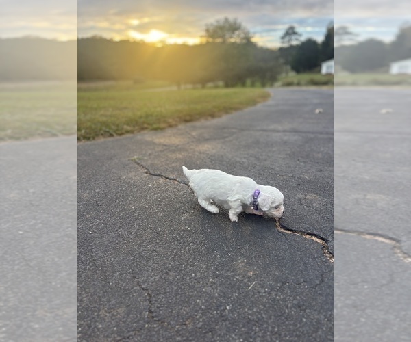 Medium Photo #3 Maltipoo Puppy For Sale in HICKORY, NC, USA