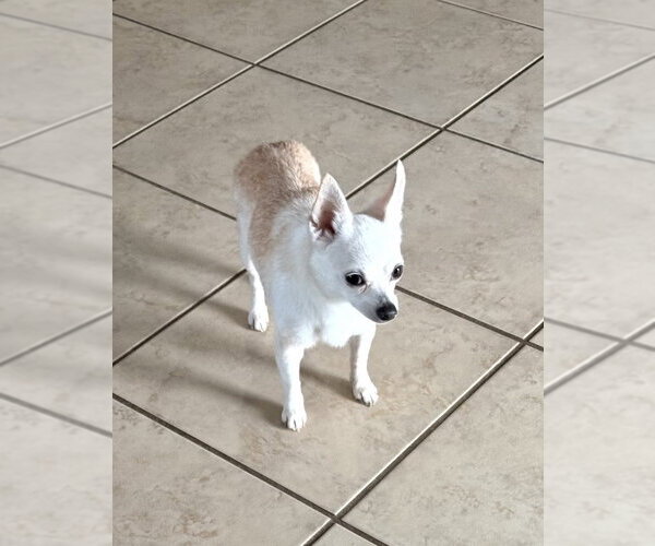 Medium Photo #2 Chihuahua-Unknown Mix Puppy For Sale in Oakhurst, NJ, USA