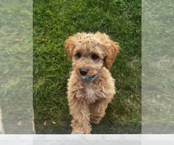 Medium Photo #13 Cavapoo (Miniature) Puppy For Sale in MEDFORD, OR, USA