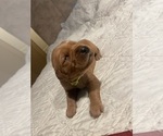 Puppy Lime green Golden Retriever