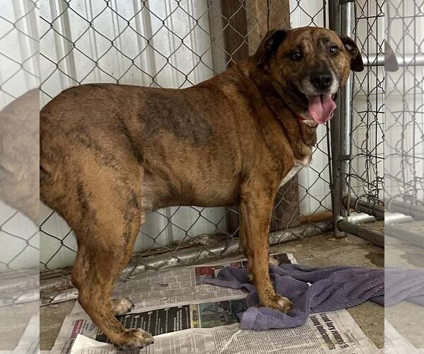 Medium Photo #5 Mountain Cur Puppy For Sale in Frenchburg, KY, USA