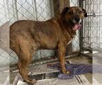 Small #4 Mountain Cur