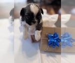 Small #13 Shih Tzu