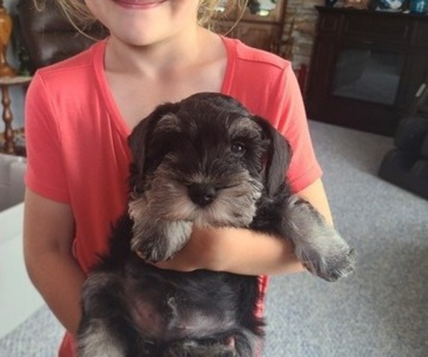 Medium Photo #1 Schnauzer (Miniature) Puppy For Sale in HUMESTON, IA, USA