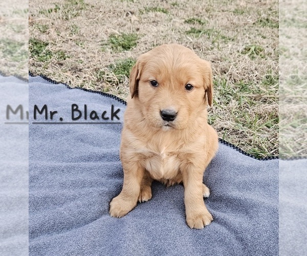 Medium Photo #3 Golden Retriever Puppy For Sale in MORRILL, KS, USA