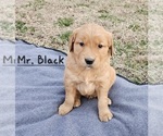 Small #2 Golden Retriever