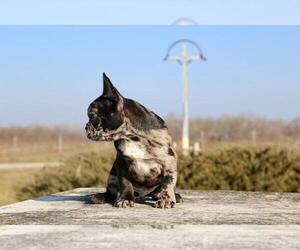 French Bulldog Puppy for sale in BROOKLYN, NY, USA