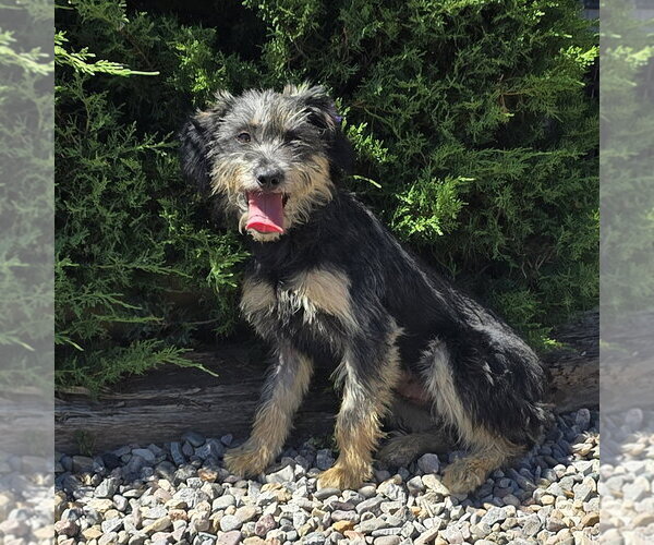 Medium Photo #2 Mutt Puppy For Sale in Albuquerque, NM, USA