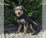 Small #1 Mutt