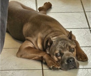 Father of the Cane Corso puppies born on 05/11/2025