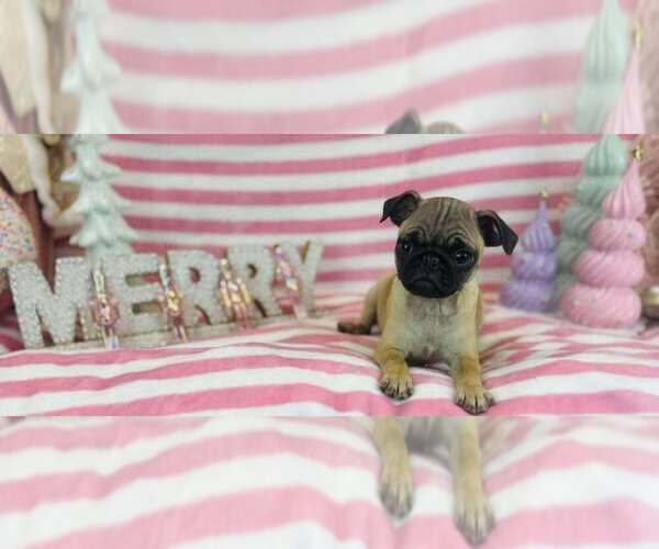 Medium Photo #1 Pug Puppy For Sale in CINCINNATI, OH, USA
