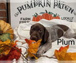 Small Photo #9 German Shorthaired Pointer Puppy For Sale in CABOT, AR, USA