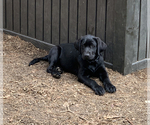 Small Photo #30 Labrador Retriever Puppy For Sale in ATHENS, GA, USA