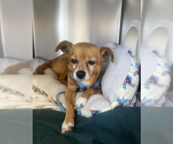 Medium Photo #2 Chihuahua-Unknown Mix Puppy For Sale in Riverside, CA, USA