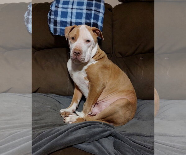 Medium Photo #2 American Pit Bull Terrier-Bulldog Mix Puppy For Sale in Arlington, VA, USA