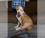 Small #1 American Pit Bull Terrier-Bulldog Mix