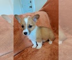 Small #5 Pembroke Welsh Corgi