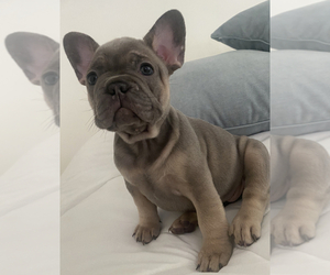 French Bulldog Puppy for sale in CORAL GABLES, FL, USA