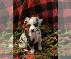 Australian Shepherd Puppy for sale in GENESEO, IL, USA