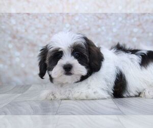 Shih-Poo Puppy for sale in MARIETTA, GA, USA