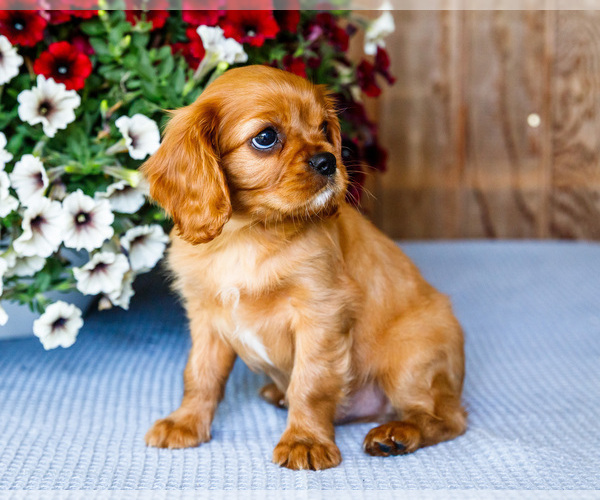 Medium Photo #6 Cavalier King Charles Spaniel Puppy For Sale in WAKARUSA, IN, USA
