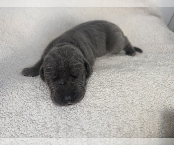 Medium Photo #4 Great Dane Puppy For Sale in OLATHE, CO, USA
