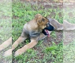 Small Photo #6 Malinois Puppy For Sale in GROVE, OK, USA