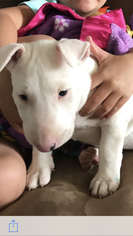 Bull Terrier Puppy for sale in ALLENTOWN, PA, USA