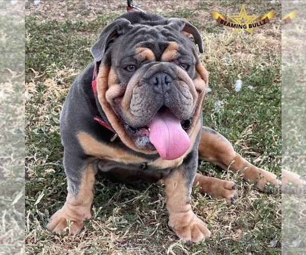 Medium Photo #1 Bulldog Puppy For Sale in ROBSTOWN, TX, USA