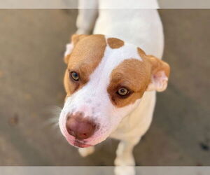 Mutt Dogs for adoption in Tulsa, OK, USA