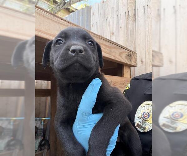 Medium Photo #1 Labrador Retriever-Unknown Mix Puppy For Sale in San Antonio, TX, USA