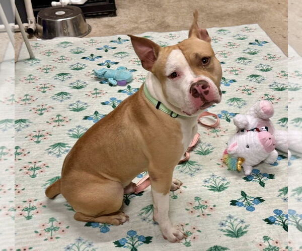 Medium Photo #1 American Pit Bull Terrier-Unknown Mix Puppy For Sale in Millersville, MD, USA