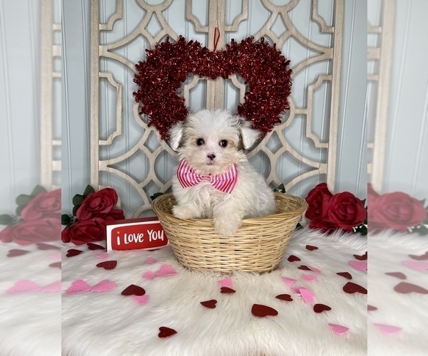 Medium Photo #4 YorkiePoo Puppy For Sale in MORRIS CHAPEL, TN, USA