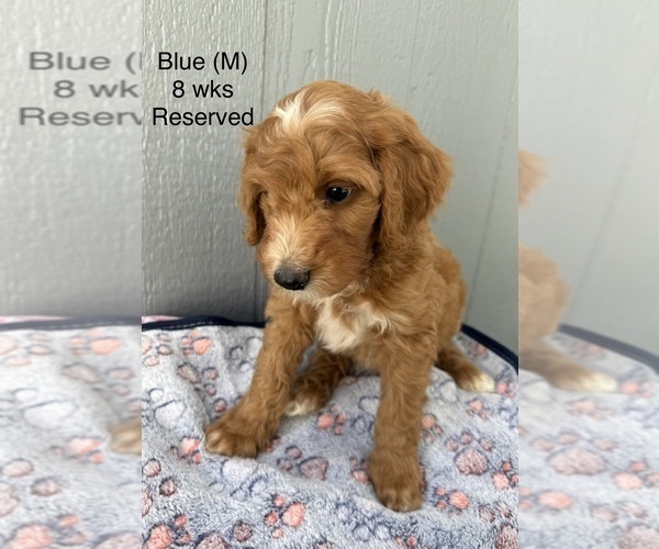 Medium Photo #5 Goldendoodle (Miniature) Puppy For Sale in ELBERT, CO, USA