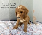 Small #4 Goldendoodle (Miniature)