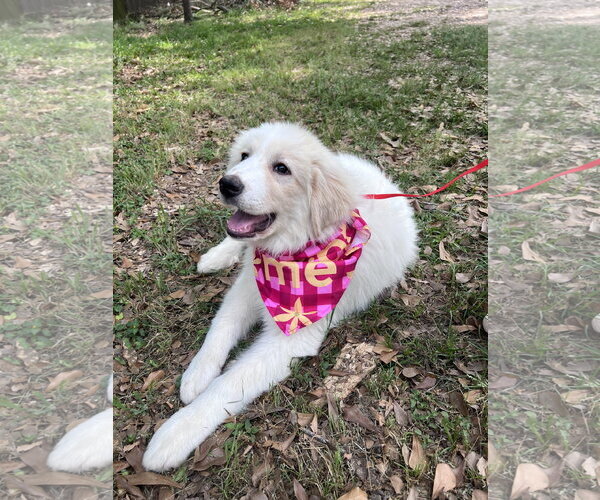 Medium Photo #2 Great Pyrenees Puppy For Sale in Spring, TX, USA