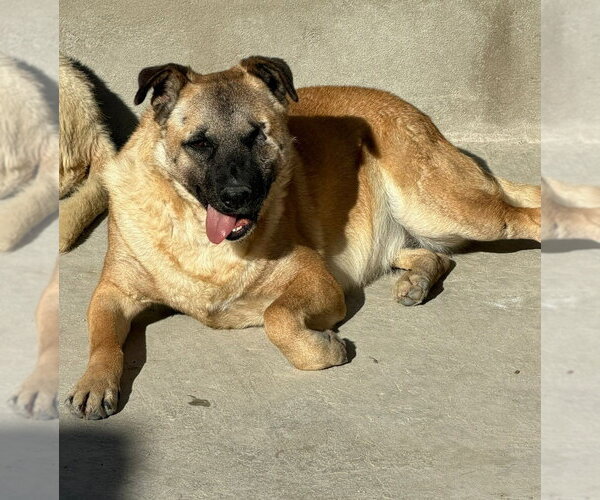 Medium Photo #3 German Shepherd Dog-Unknown Mix Puppy For Sale in Lake Forest, CA, USA