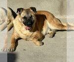 Small Photo #3 German Shepherd Dog-Unknown Mix Puppy For Sale in Lake Forest, CA, USA