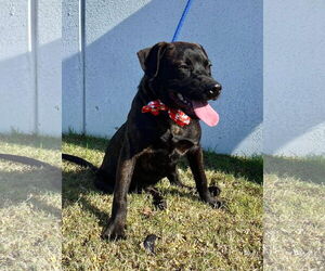Labrador Retriever-Unknown Mix Dogs for adoption in Munford, TN, USA