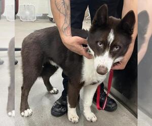 Siberian Husky Dogs for adoption in Forestville, MD, USA