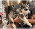 Small Photo #21 Siberian Husky Puppy For Sale in KANSAS CITY, MO, USA