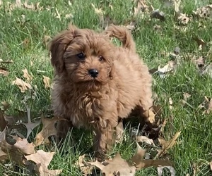 Cavalier King Charles Spaniel-Poodle (Toy) Mix Puppy for sale in NILES, MI, USA