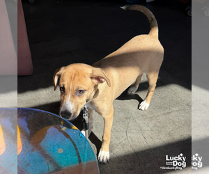 Eclair - Female Labrador Retriever-Unknown Mix Dog for Adoption - Photo #10