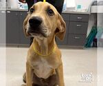 Small #1 Labrador Retriever Mix