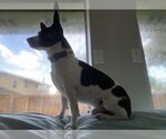 Small Photo #4 Rat Terrier Puppy For Sale in Oakhurst, NJ, USA