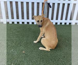 German Shepherd Dog-Unknown Mix Dogs for adoption in Modesto, CA, USA