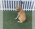 A614658 - Female German Shepherd Dog-Unknown Mix Dog for Adoption - Small photo